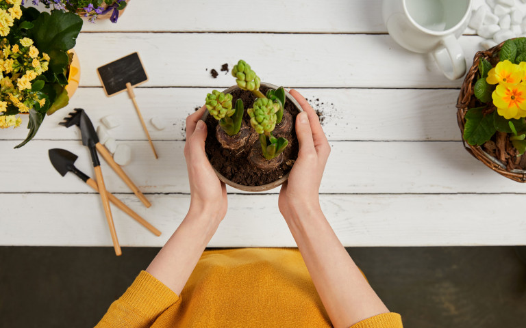 mains qui tiennent un pot de fleurs