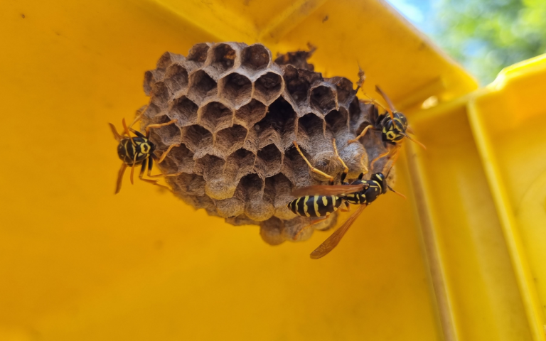 wespen nest