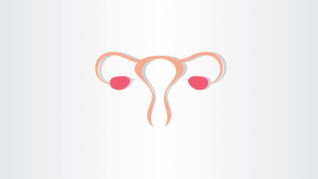 Appareil génital féminin sur fond gris